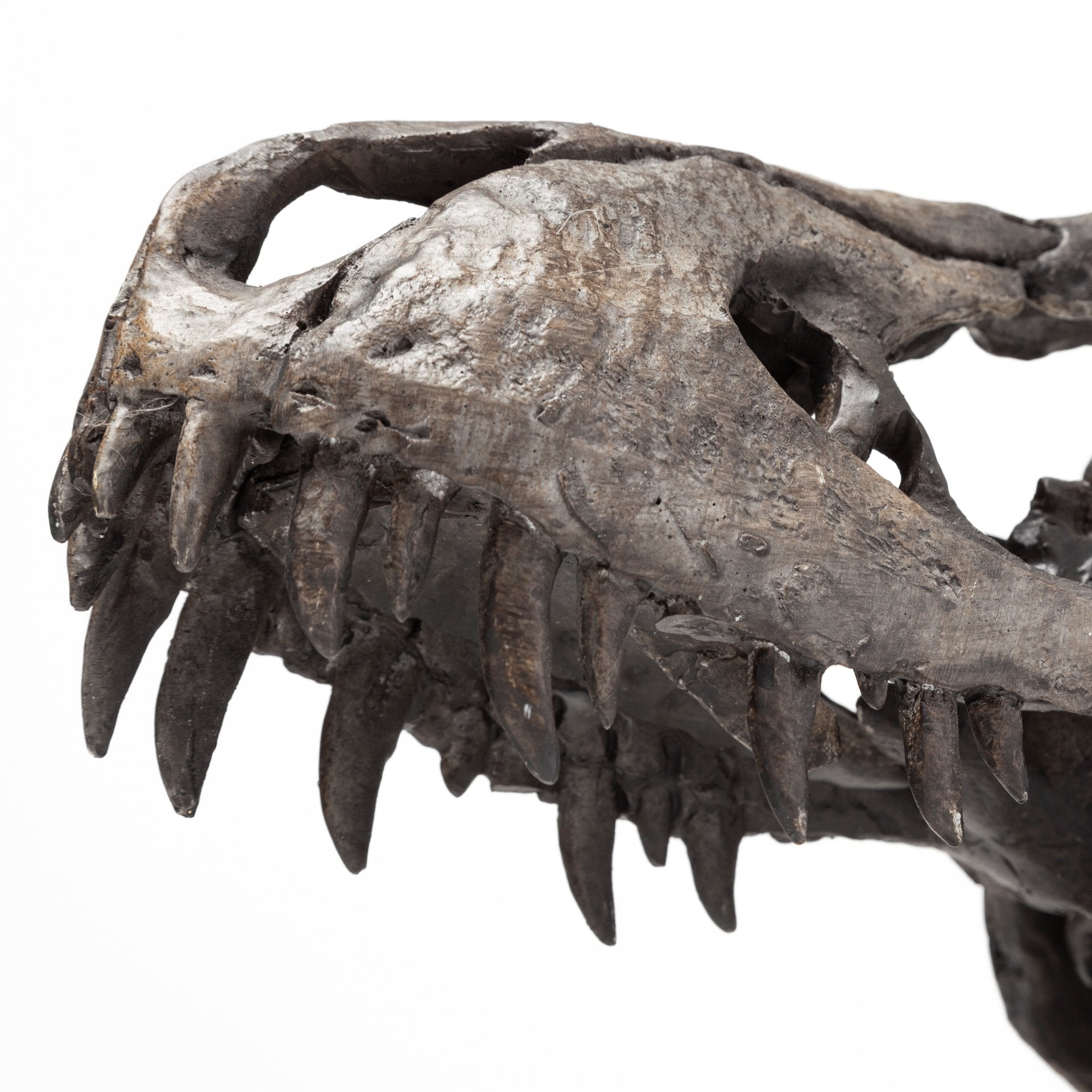 Jurassic T-Rex Object