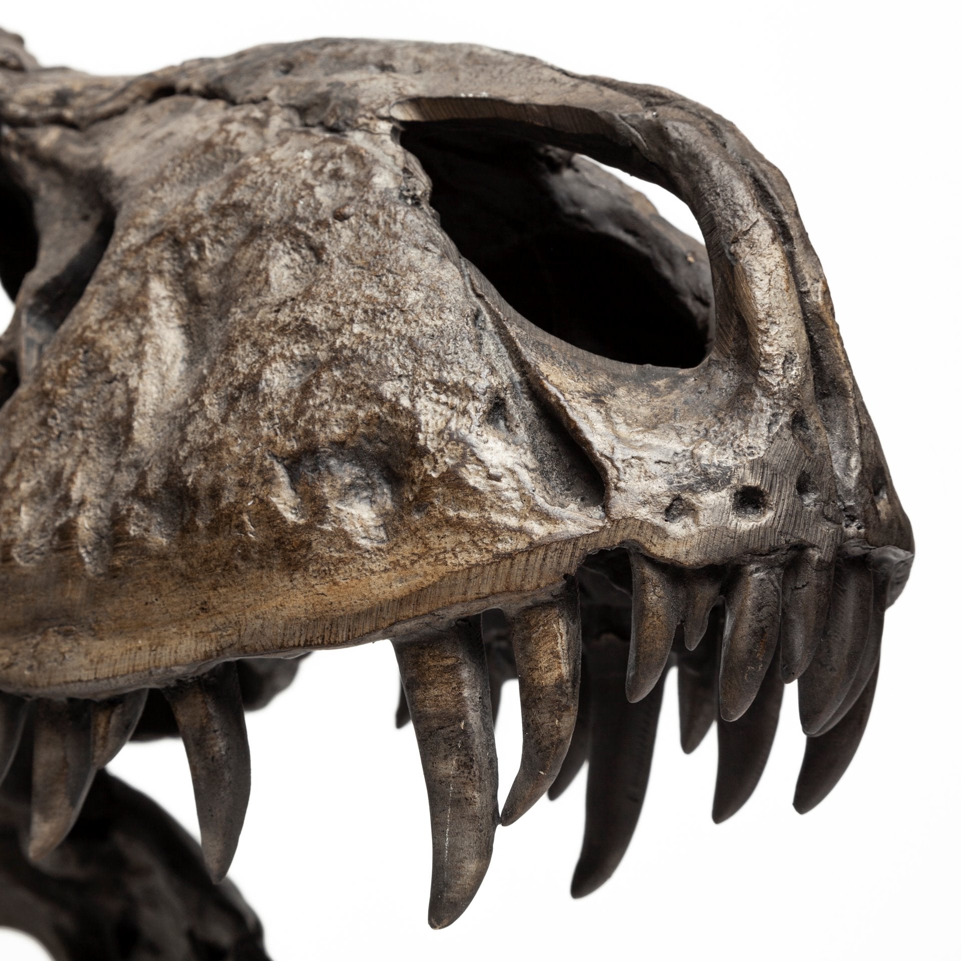 Jurassic T-Rex Object