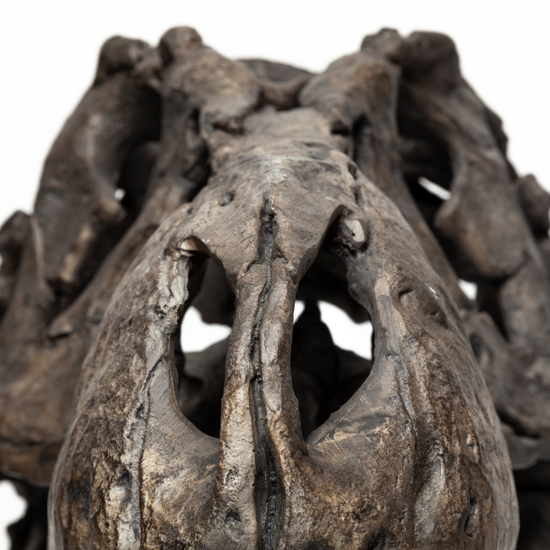 Jurassic T-Rex Object