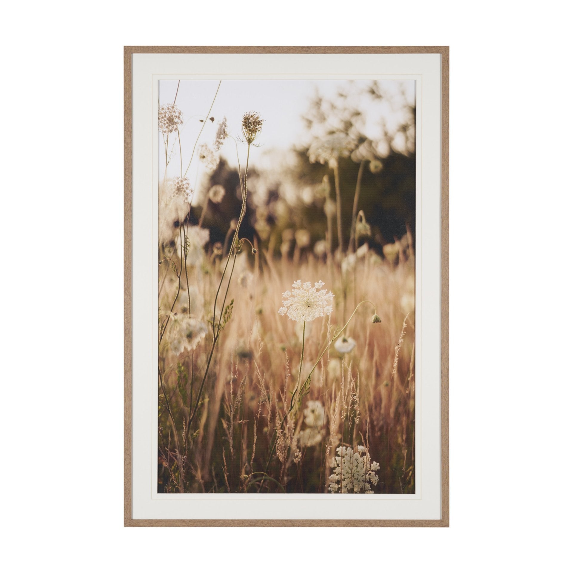 Wild Carrot Flowers Framed Series