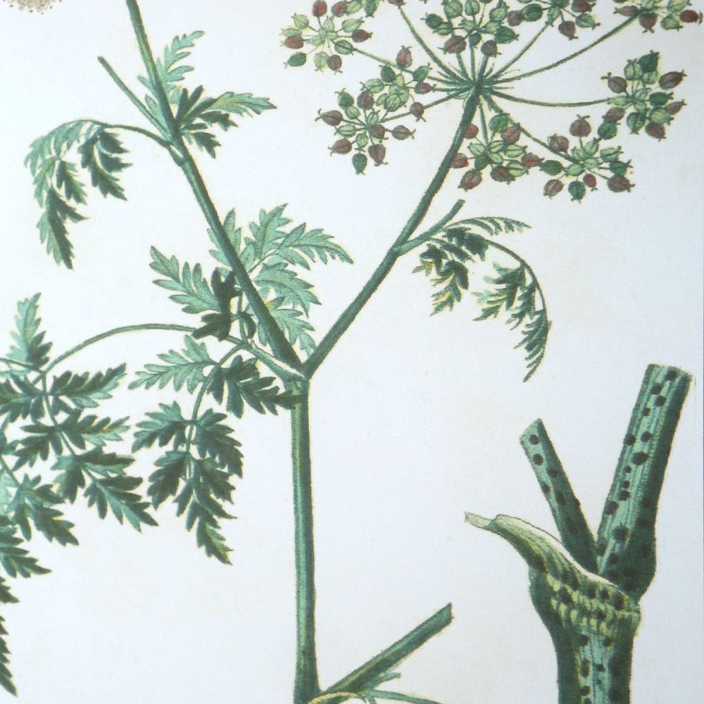 Antique Botanicals Framed Prints, S/9