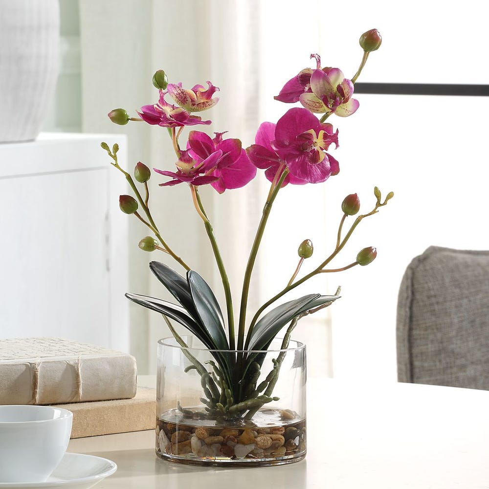Glory Orchid