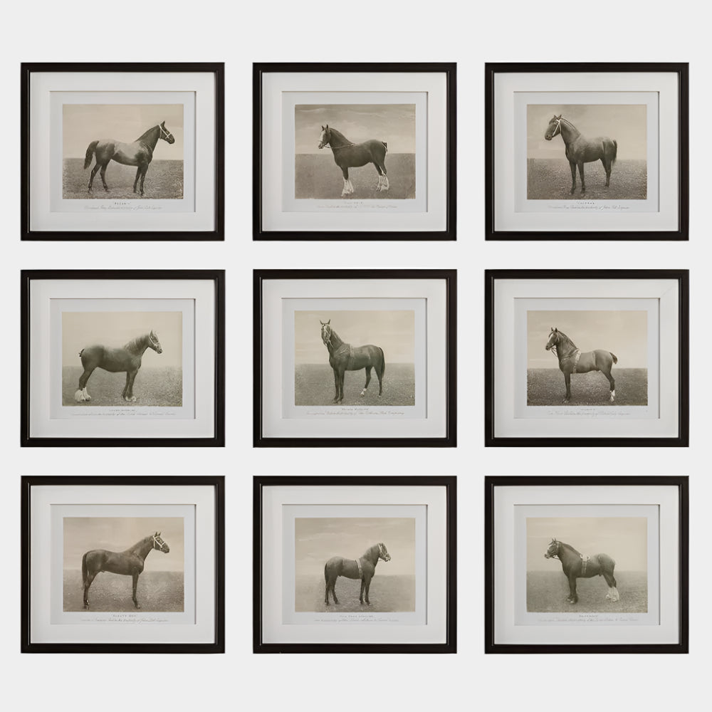 Equine Dynasty Framed Prints, S/9