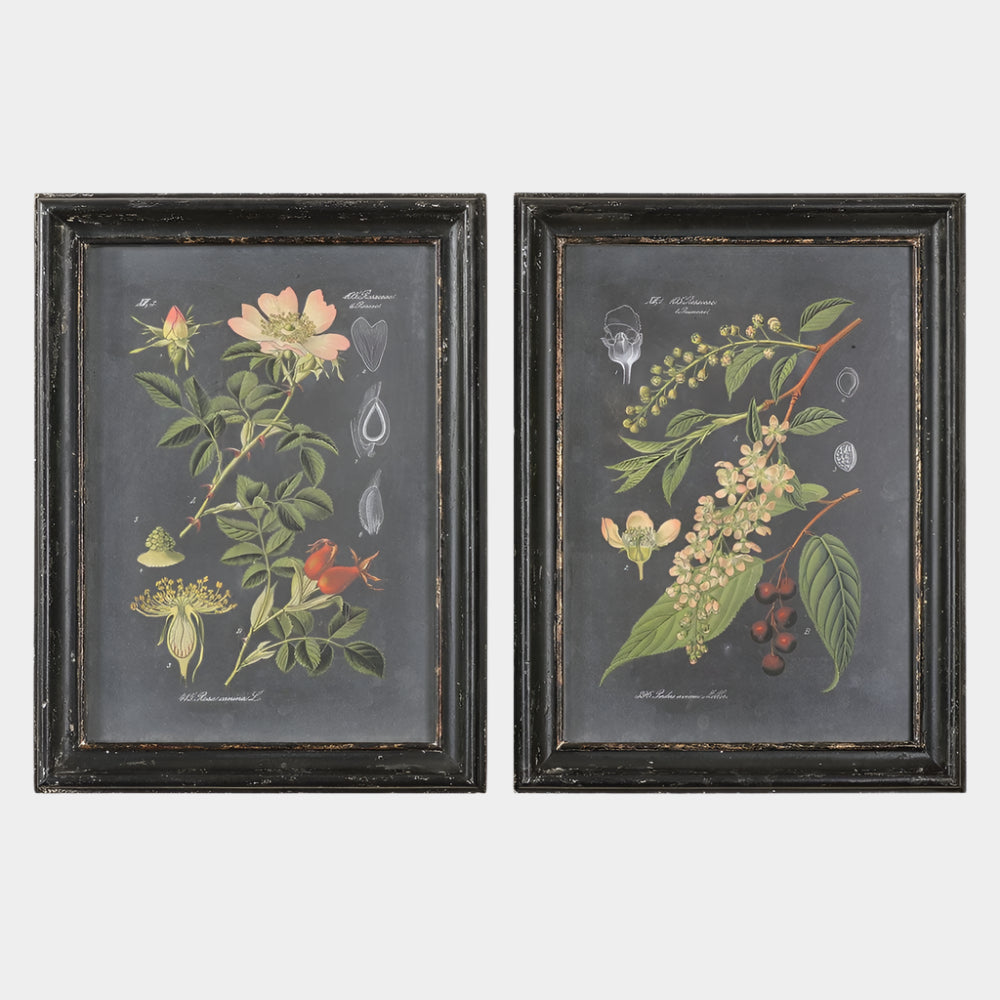 Midnight Botanicals Framed Prints, S/2