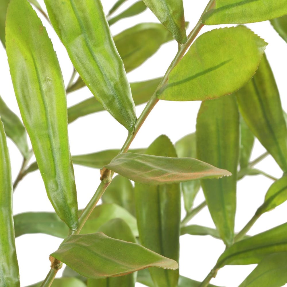 Zamia Palm Accent