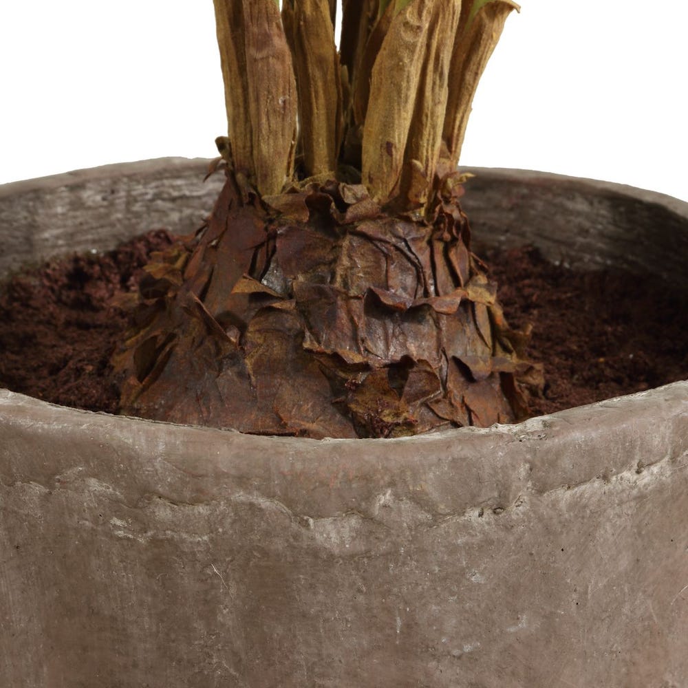 Zamia Palm Accent