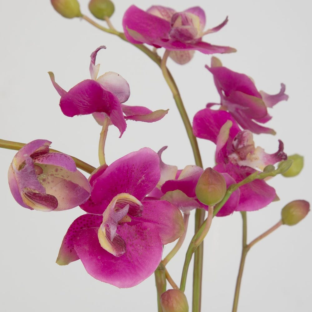 Glory Orchid