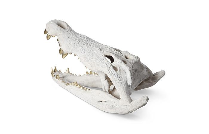 Crâne de crocodile, pierre romaine, feuille d'or