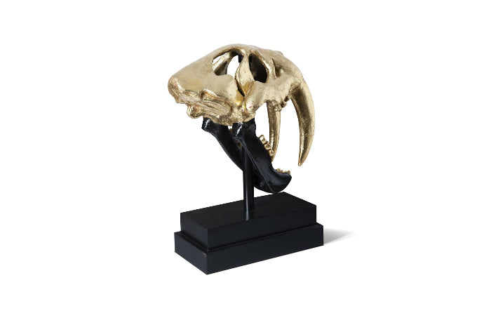 Saber Tooth Tiger Skull Black - Gold Leaf