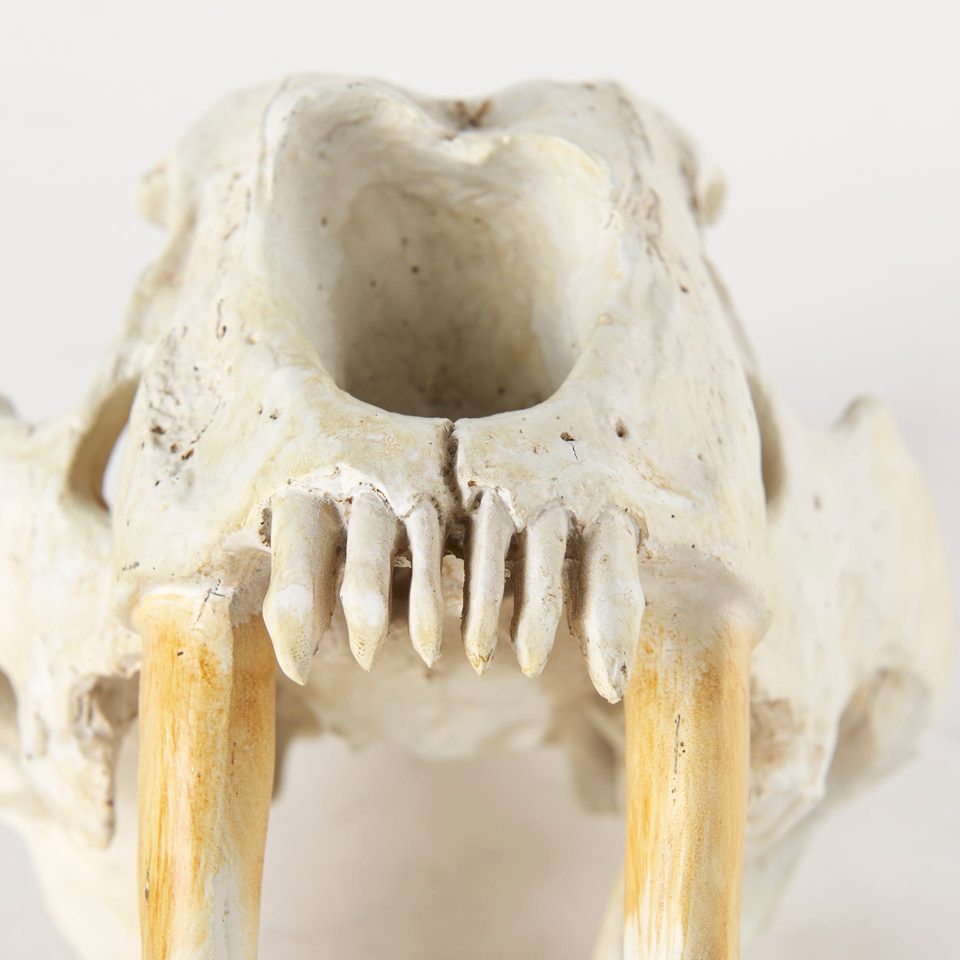 Fozzil Object