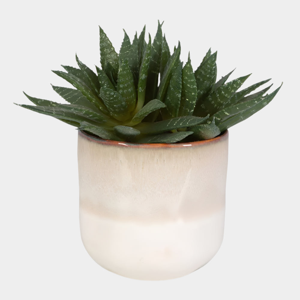 Doha Succulent Accent