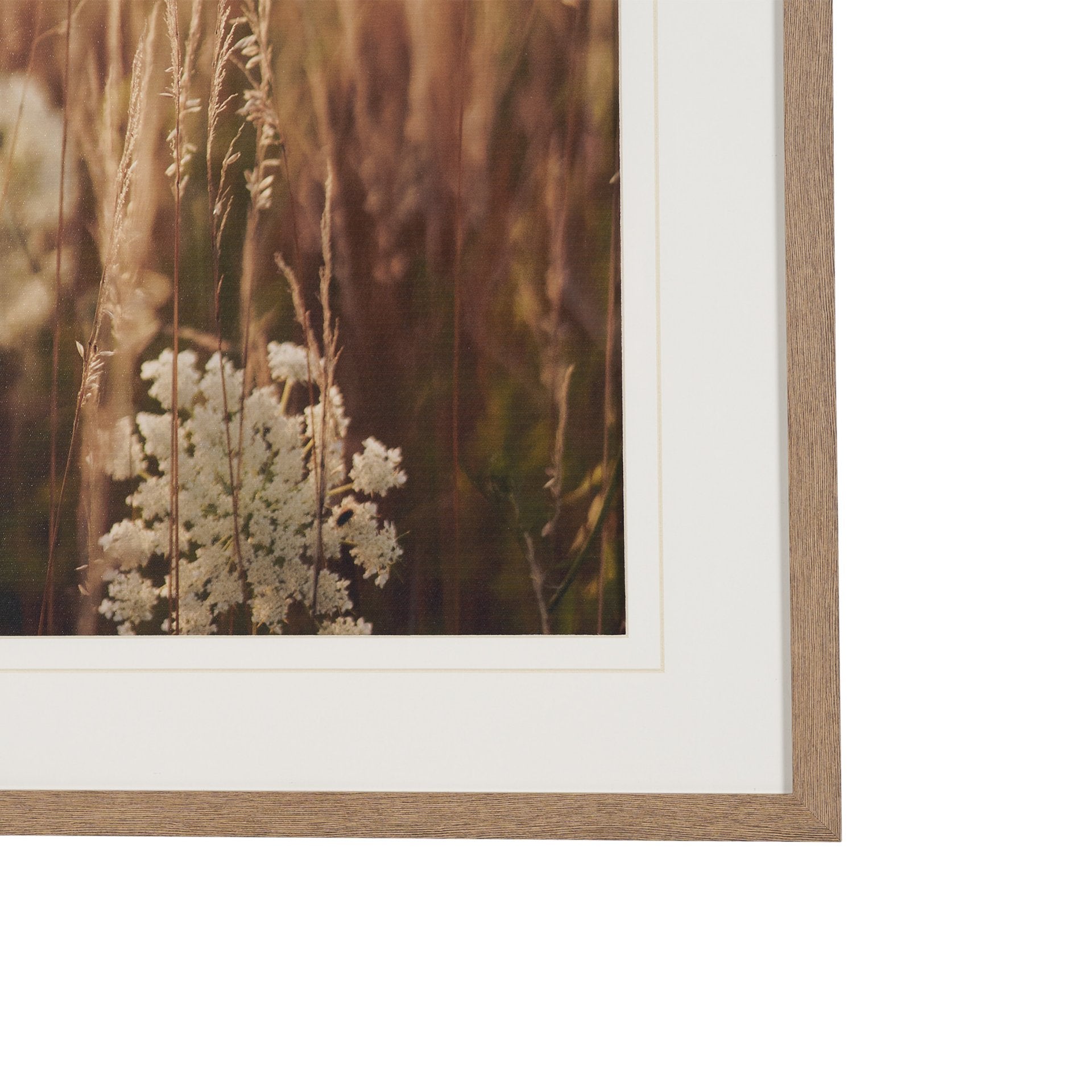 Wild Carrot Flowers Framed Series