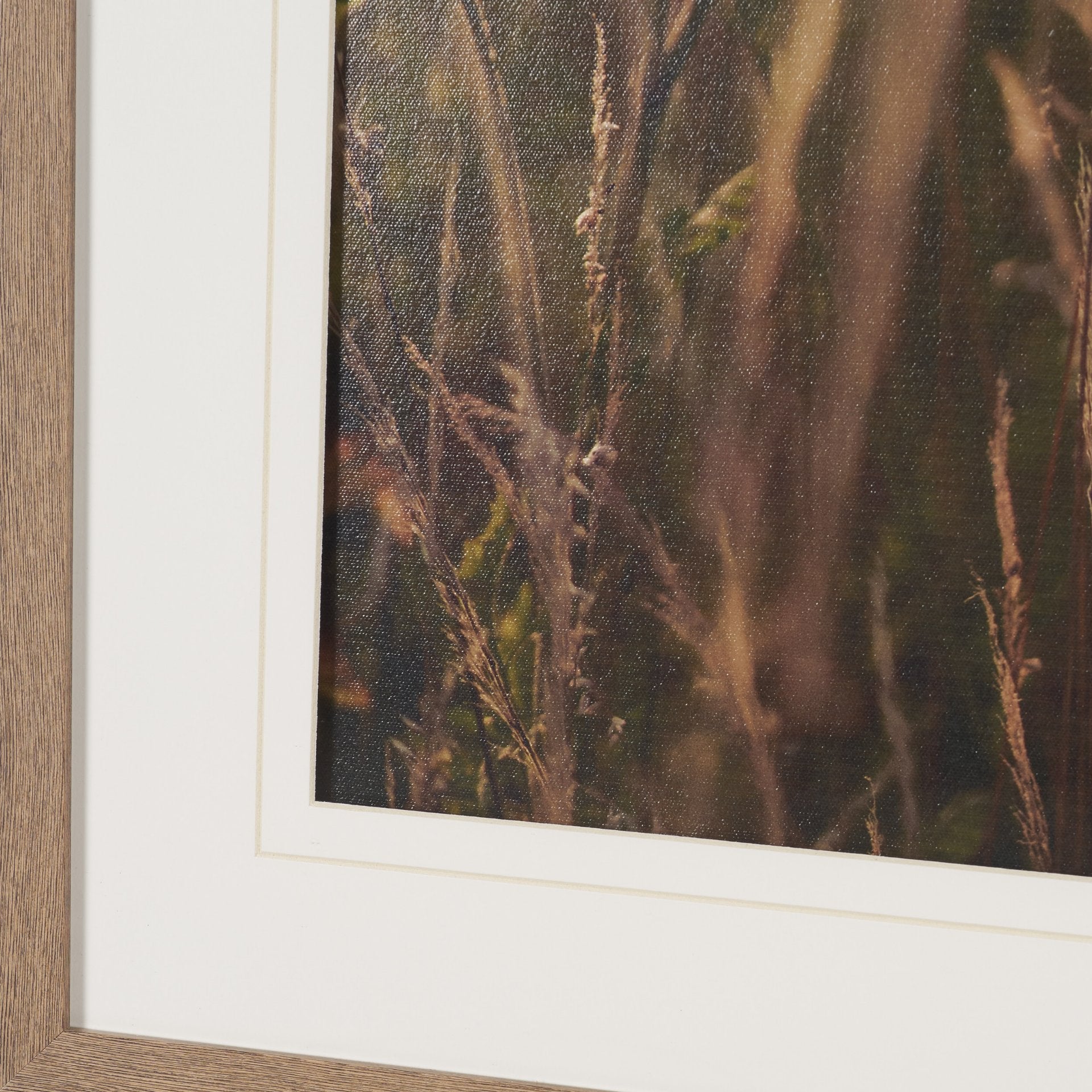 Wild Carrot Flowers Framed Series