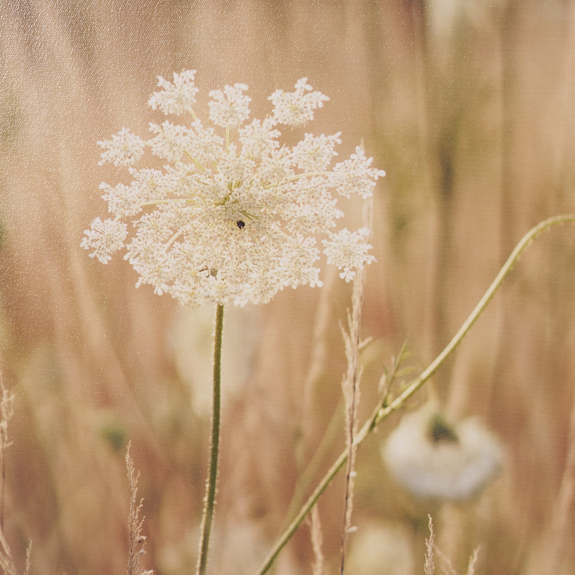 Wild Carrot Flowers Framed Series