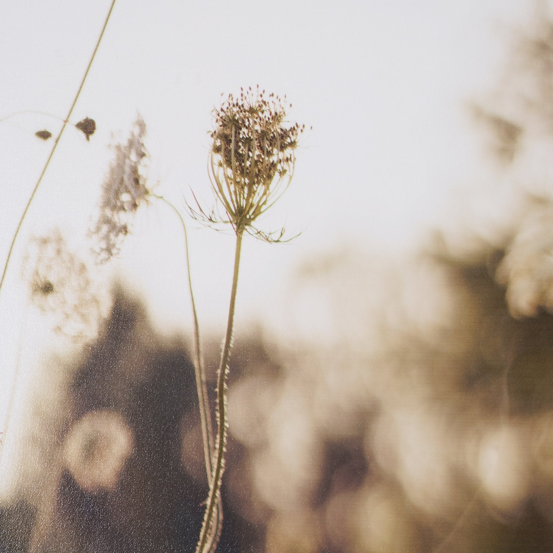 Wild Carrot Flowers Framed Series