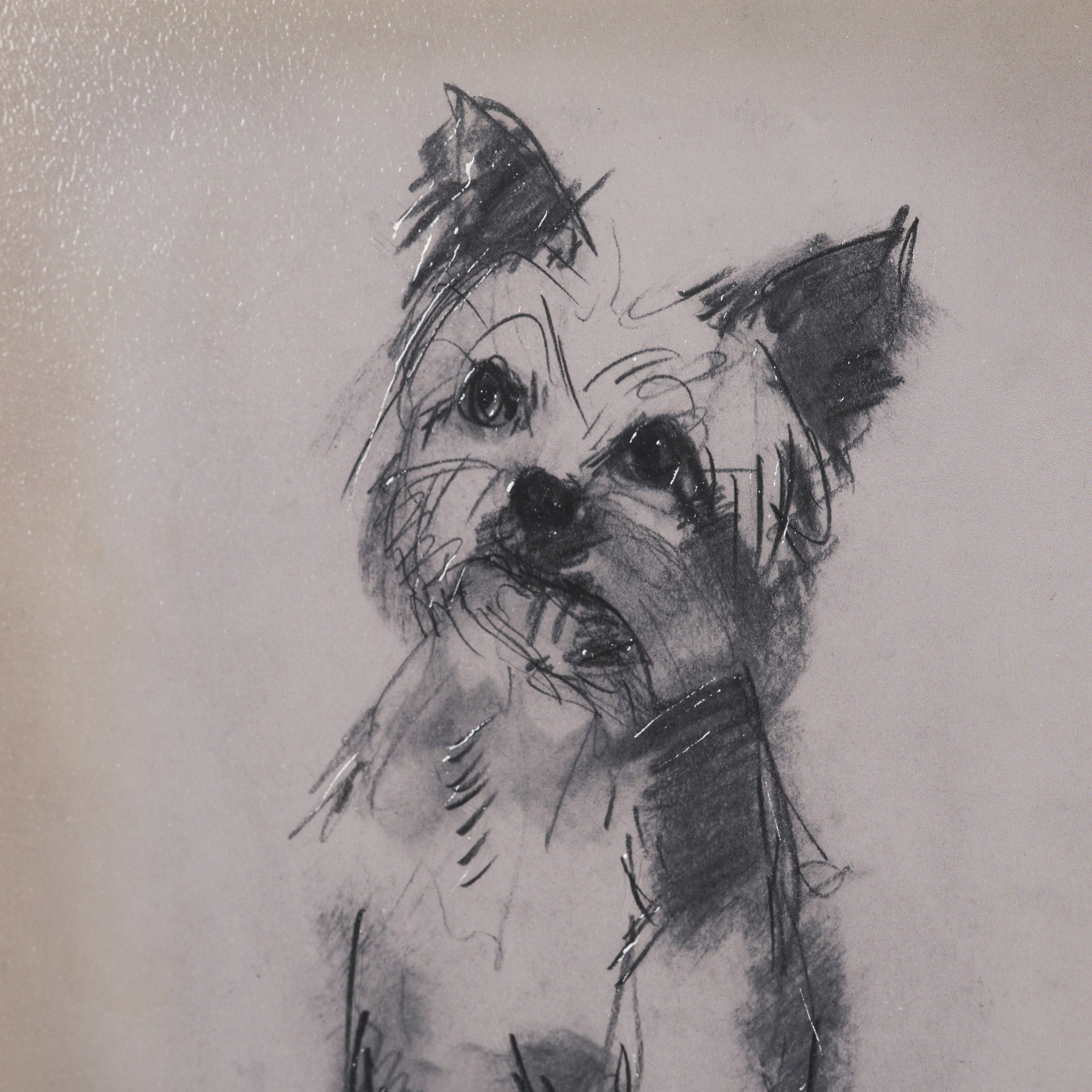 Canine Sketches Framed Series