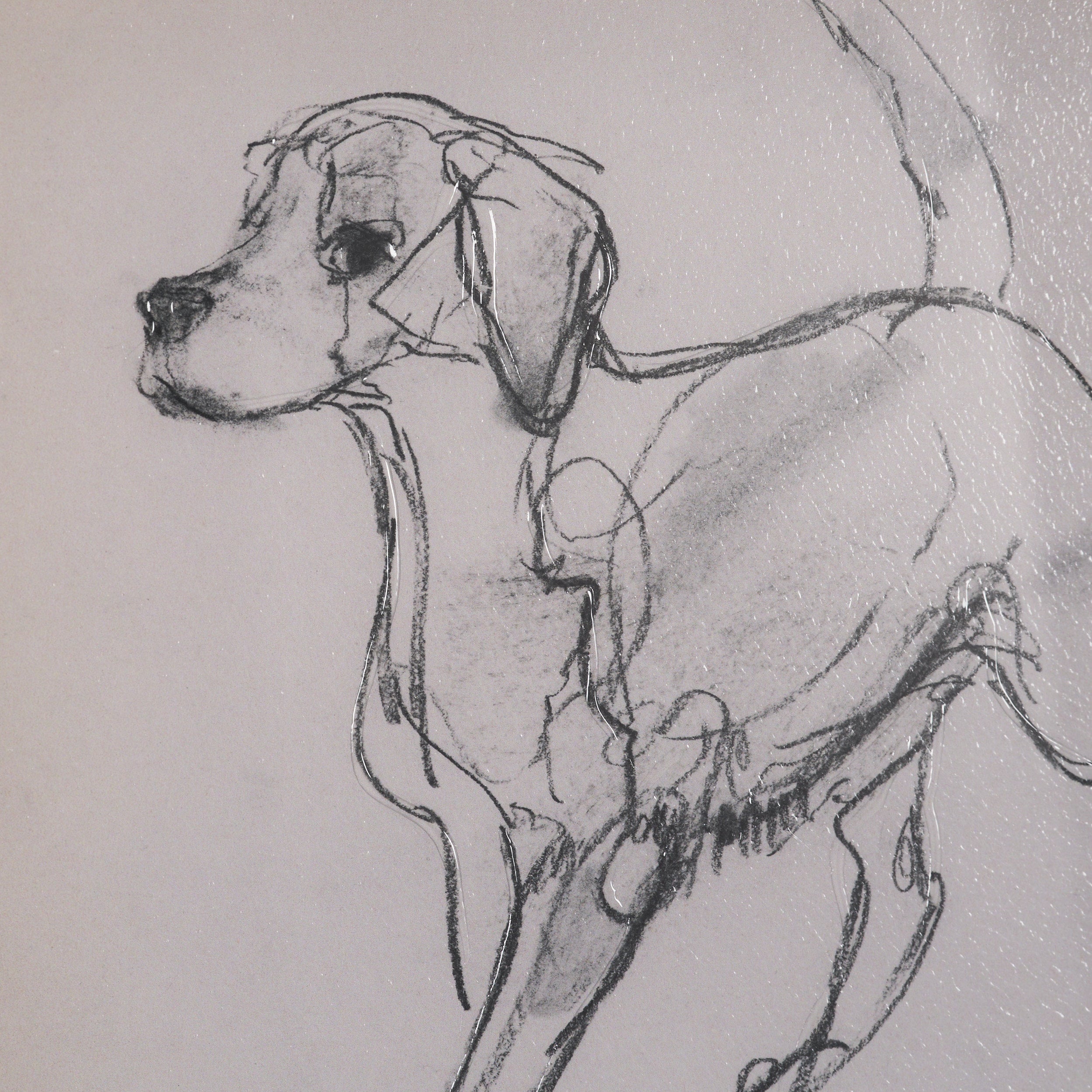 Canine Sketches Framed Series