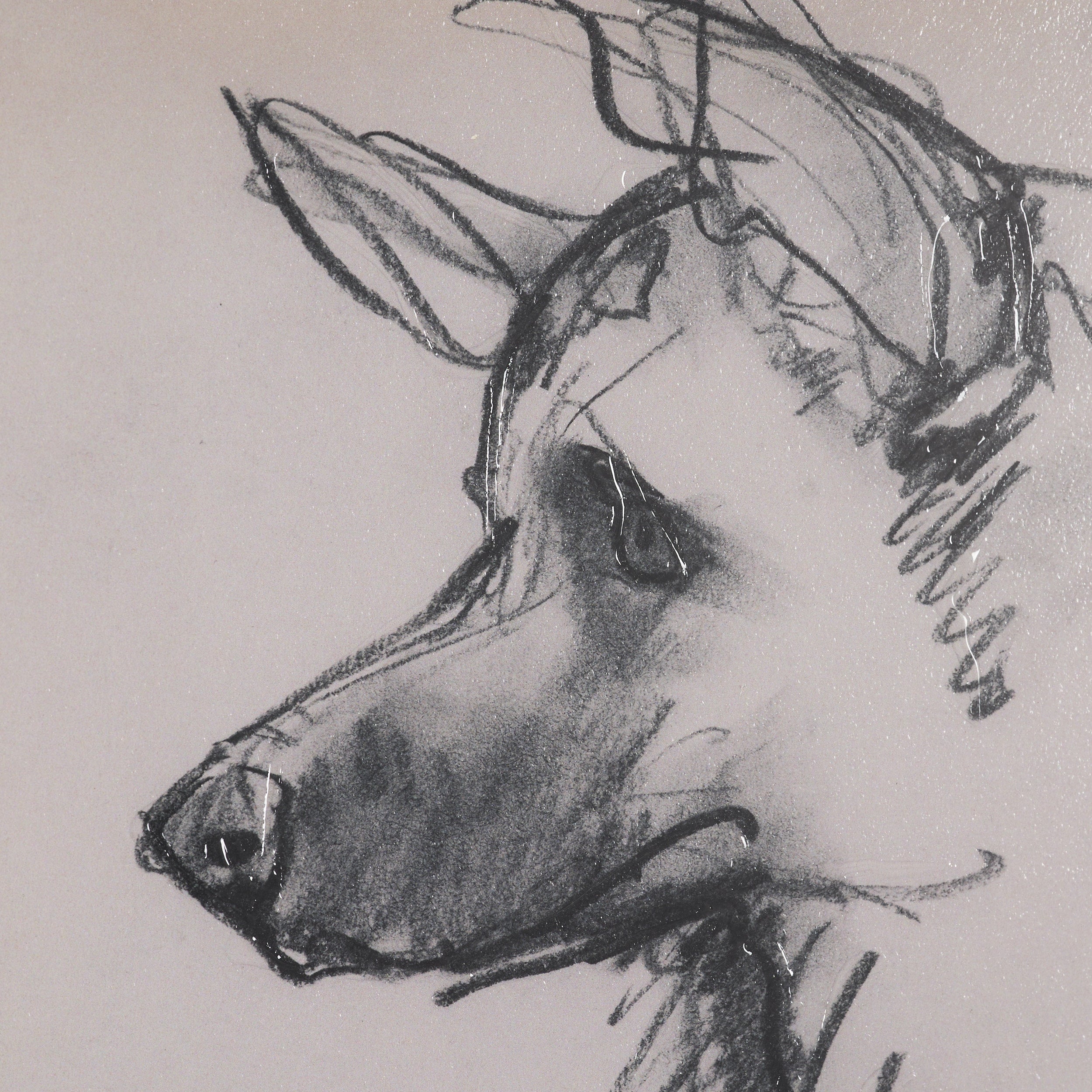 Canine Sketches Framed Series