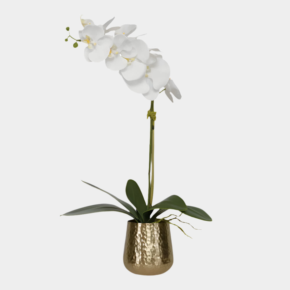 Cami Orchid