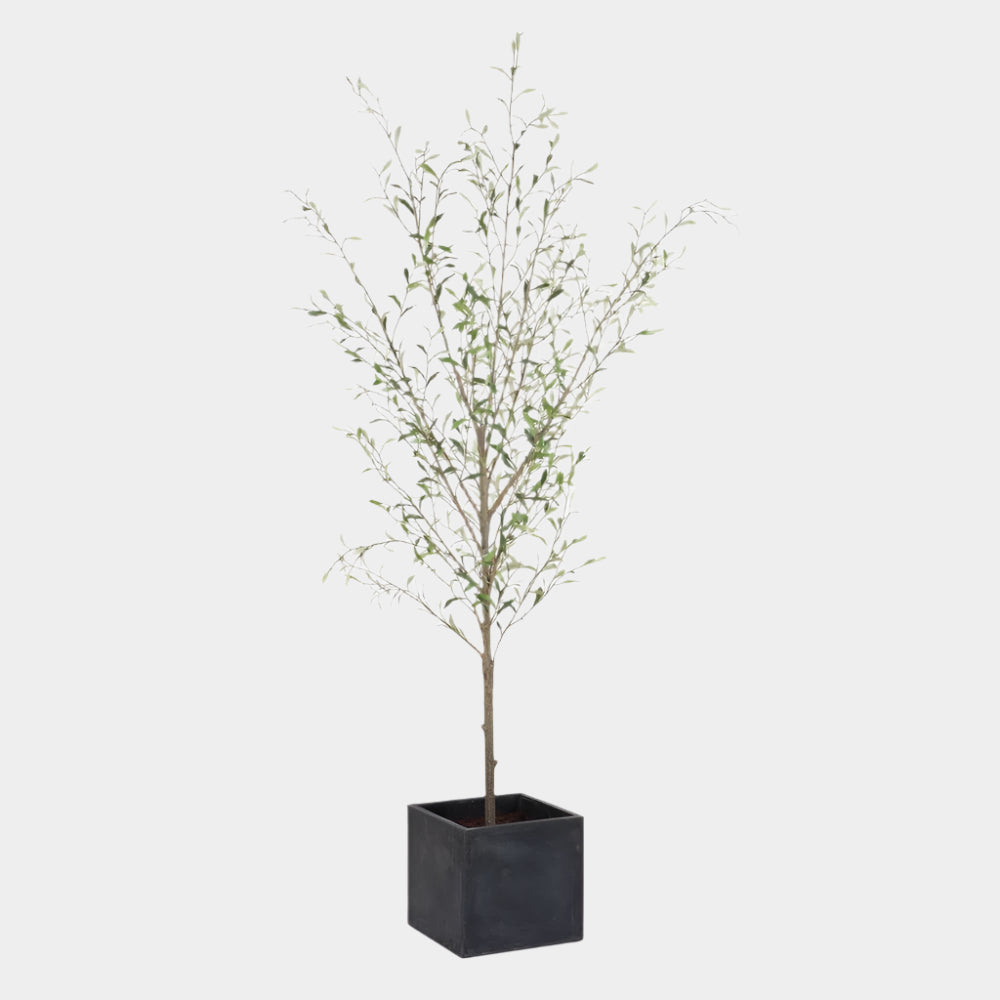 Abundance Potted Olive