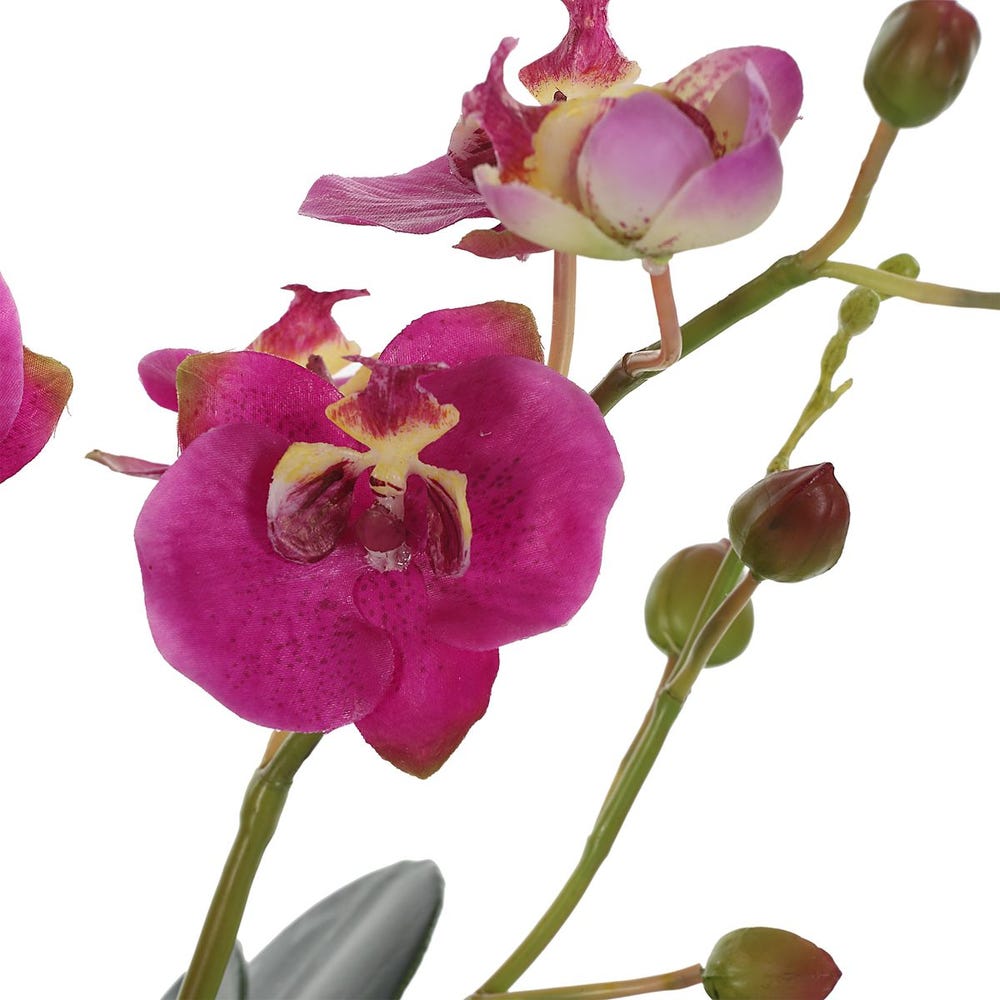 Glory Orchid