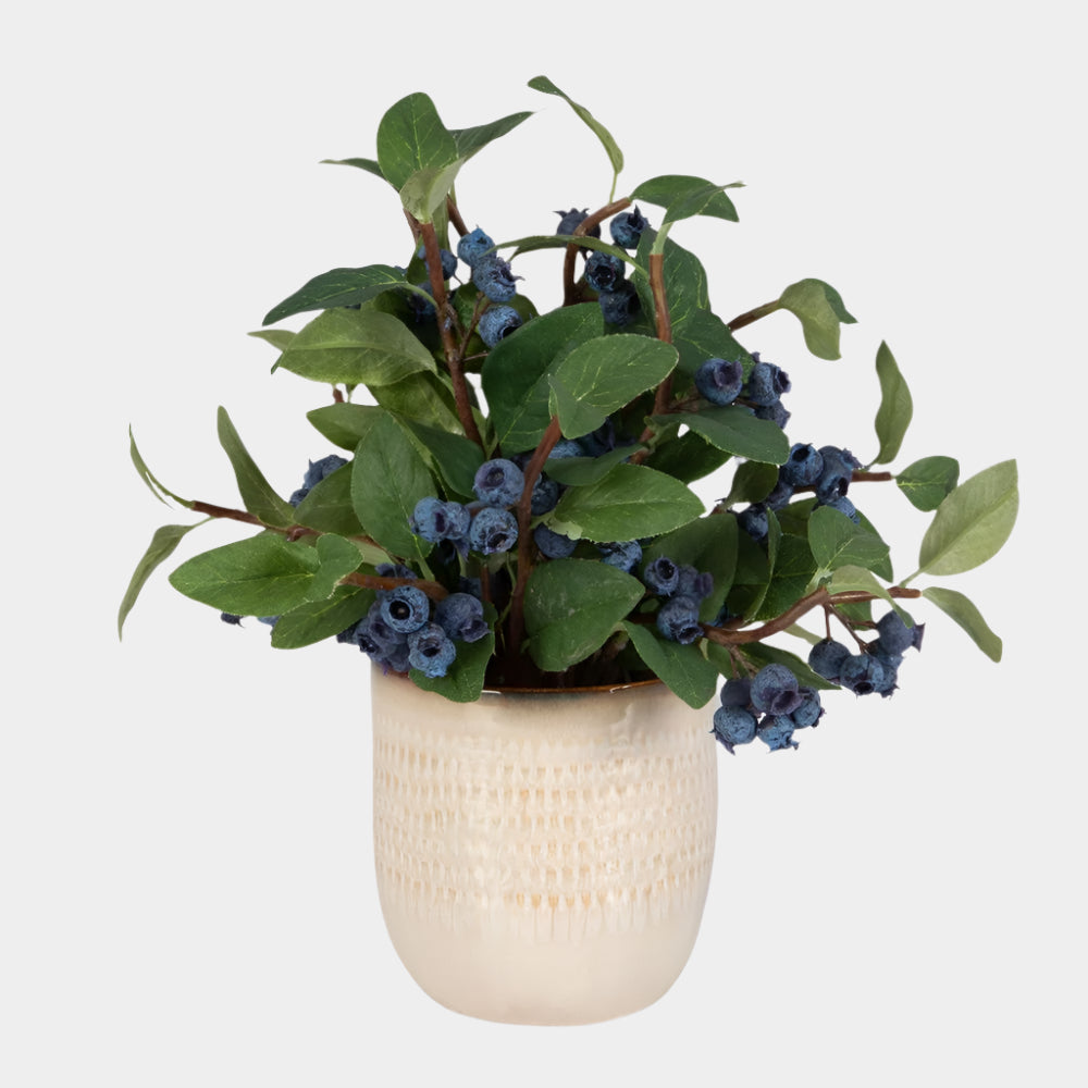 Blueberry Fields Accent