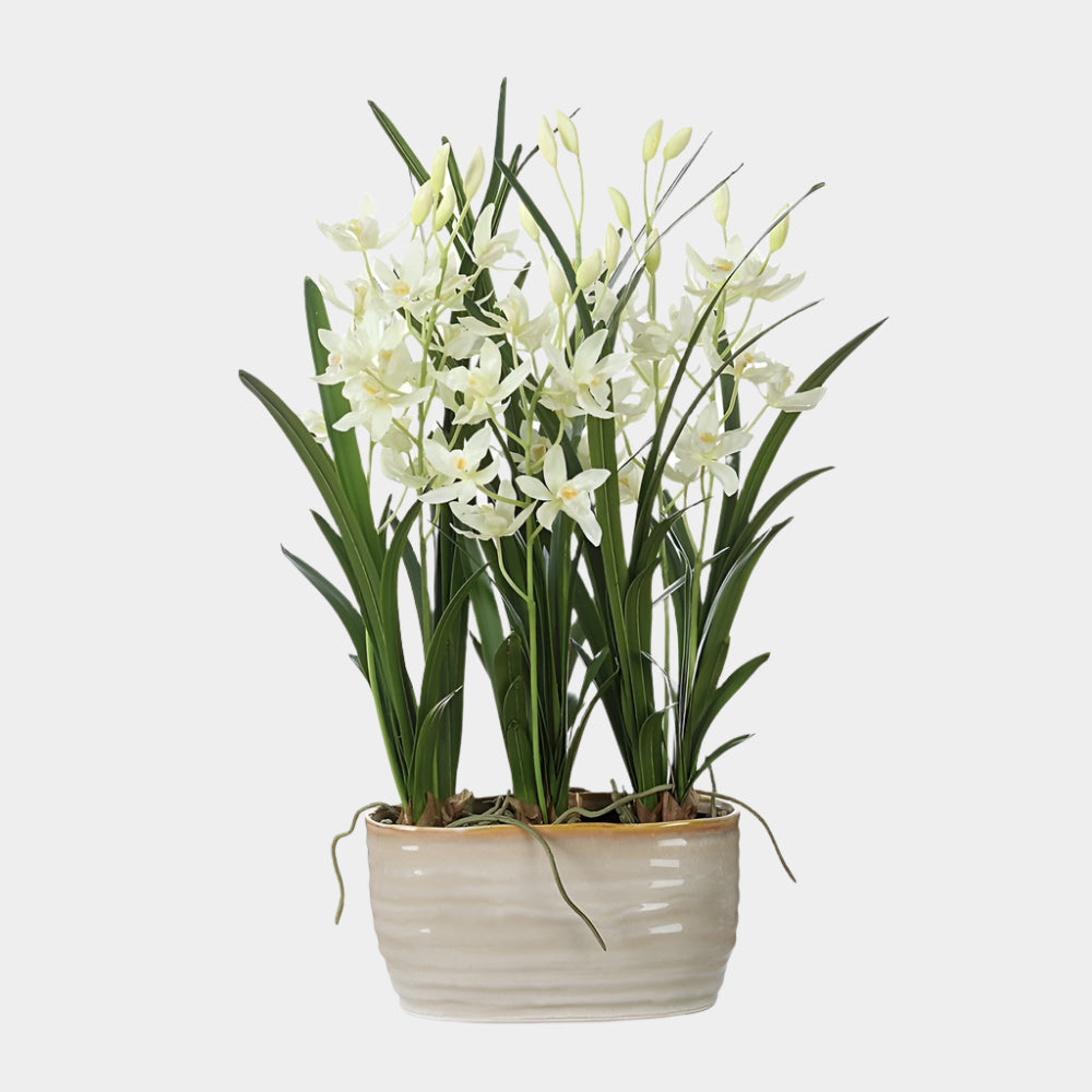 Ariana Orchid