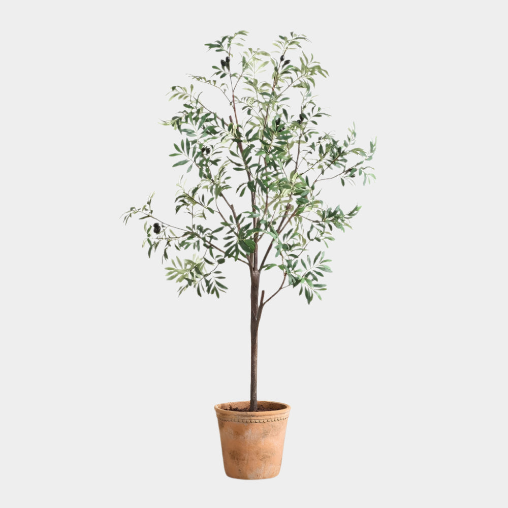 Olea Potted Olive