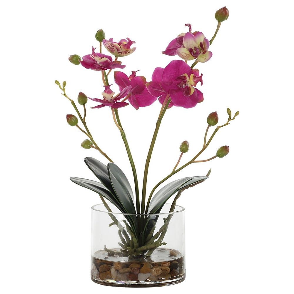 Glory Orchid