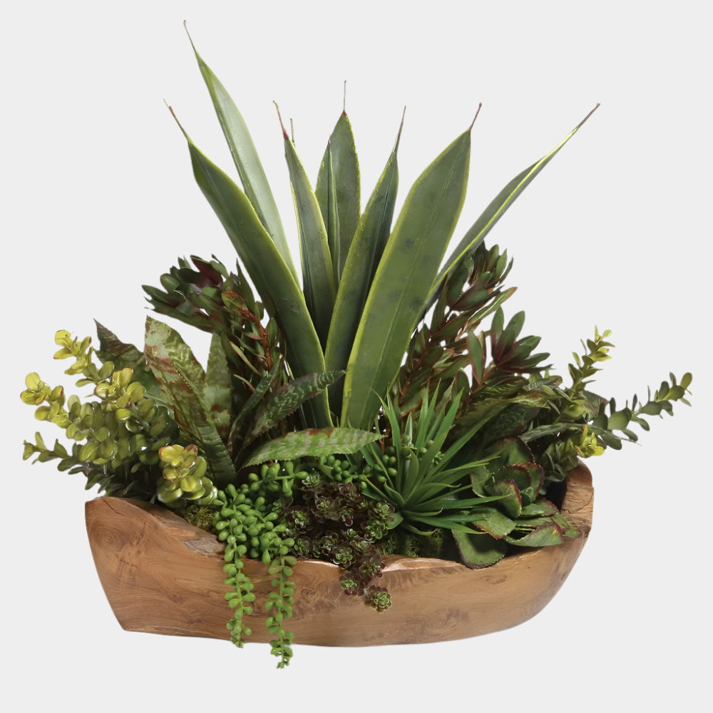 Salar Succulents