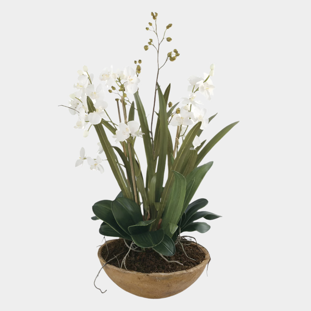 Moth Orchid Planter