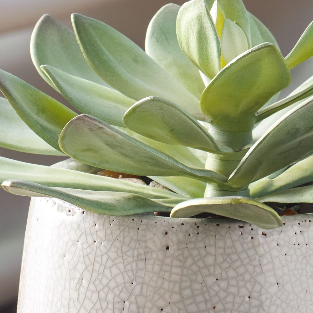 Dudleya Outdoor Succulent