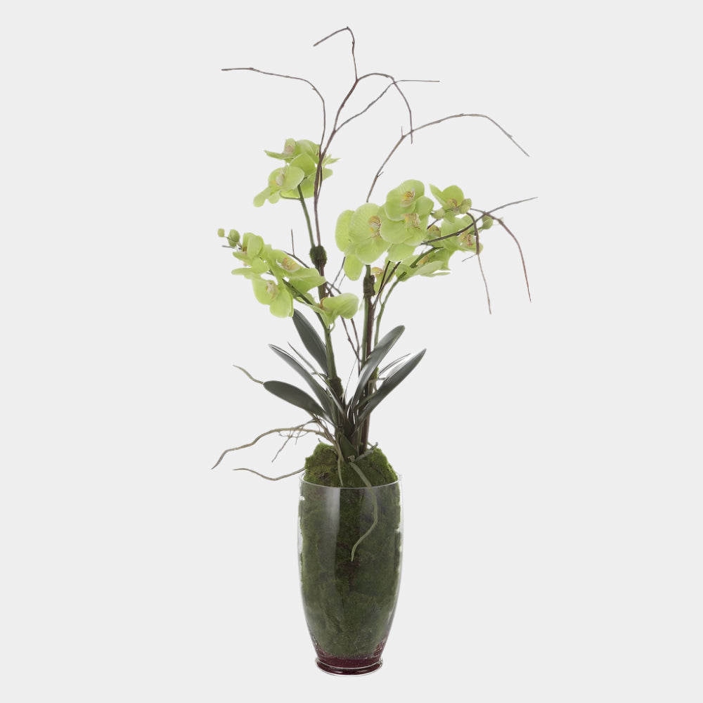 Valdive Orchid