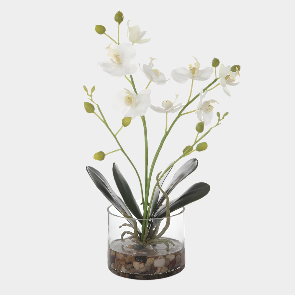 Glory Orchid