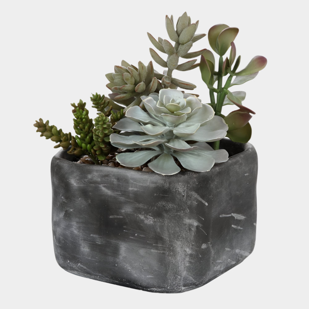 Alverio Succulents