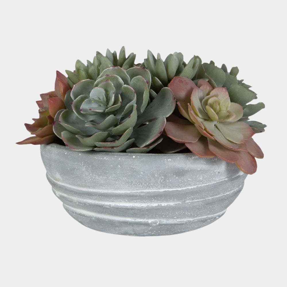 Peoria Succulent Accent
