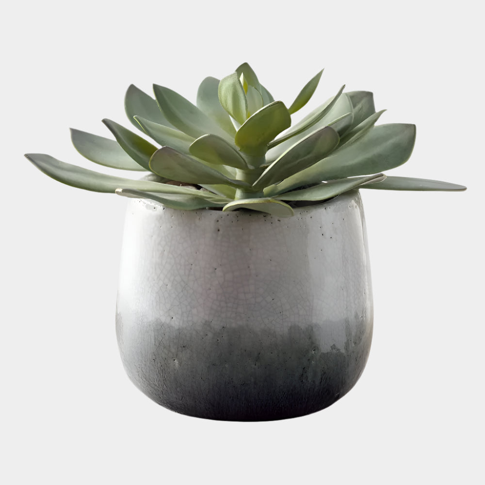 Dudleya Outdoor Succulent