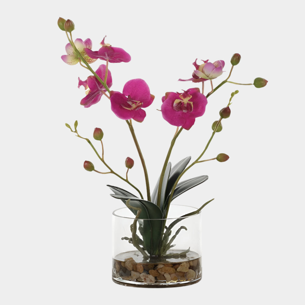 Glory Orchid