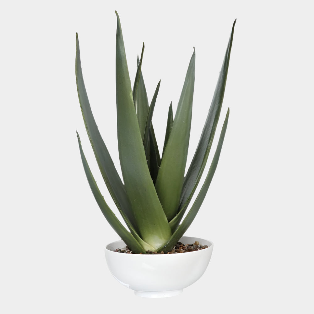Evarado Aloe Planter