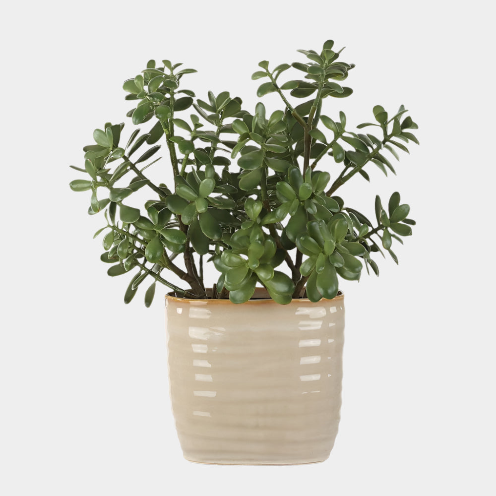 Crassula Jade Accent