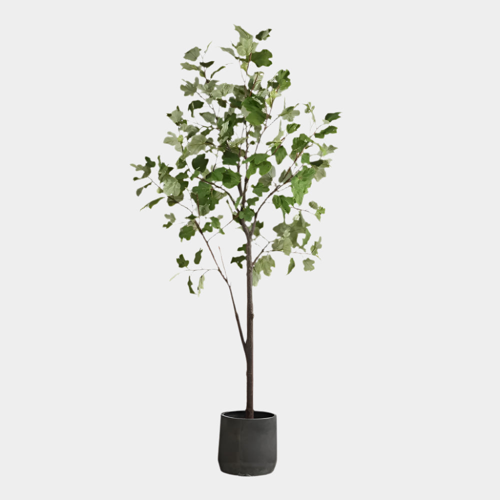 Eden Potted Fig Tree
