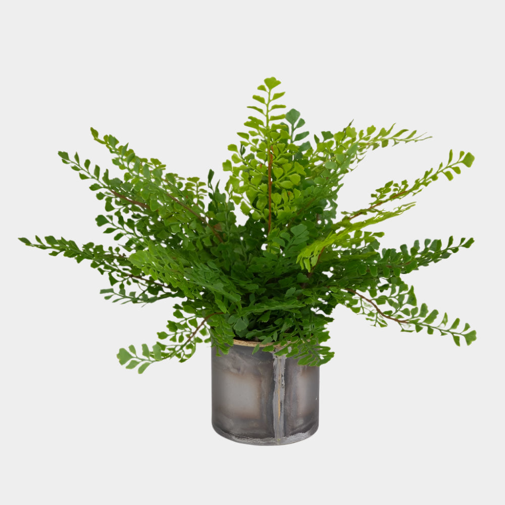 Maidenhair Fern Accent