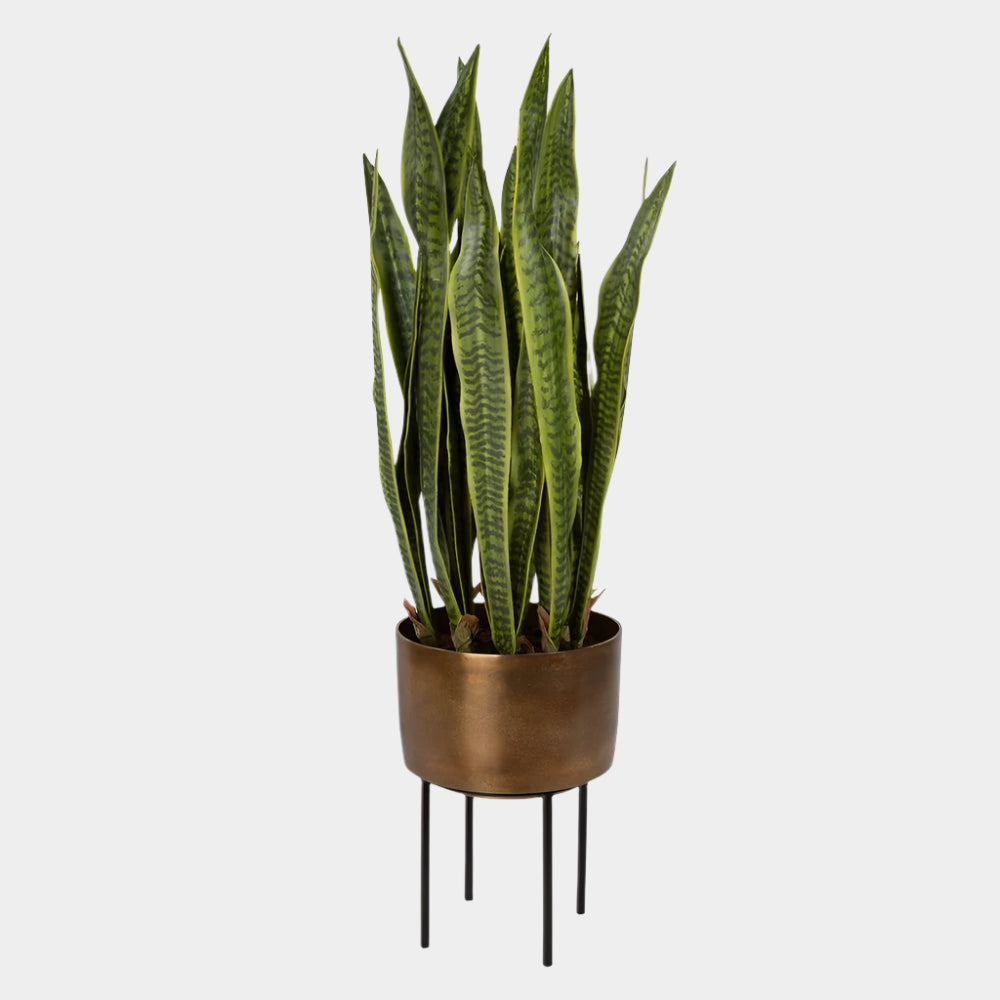 Fasita Planter, 2 cartons