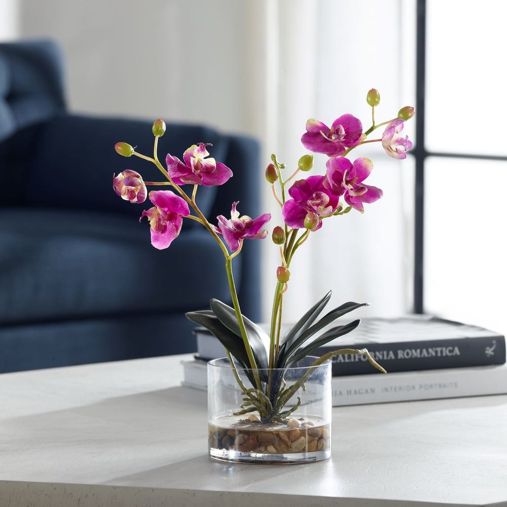 Glory Orchid