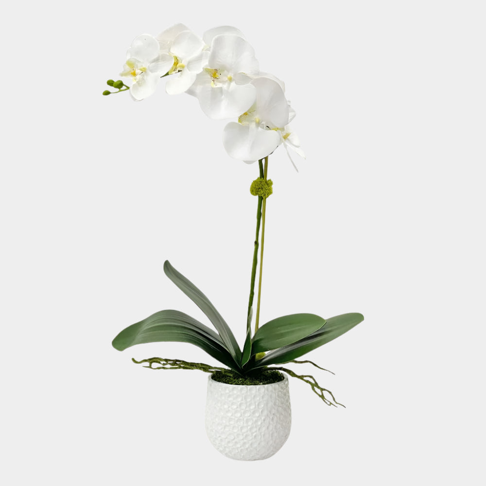 Cami Orchid