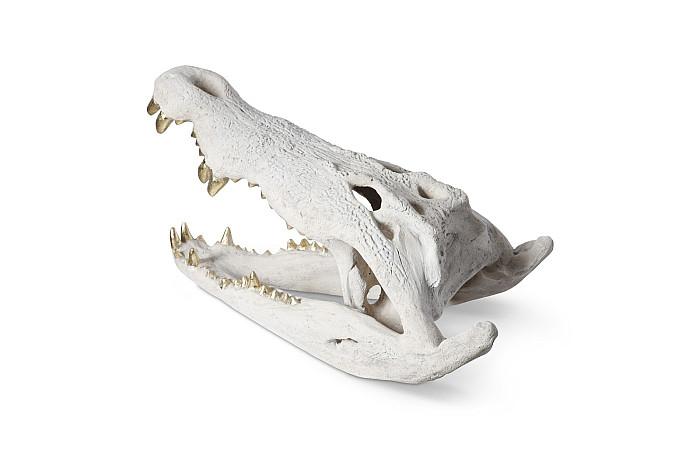 Crocodile Skull, Roman Stone, Gold Leaf