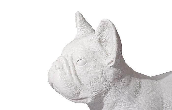 French Bulldog, Gel Coat White