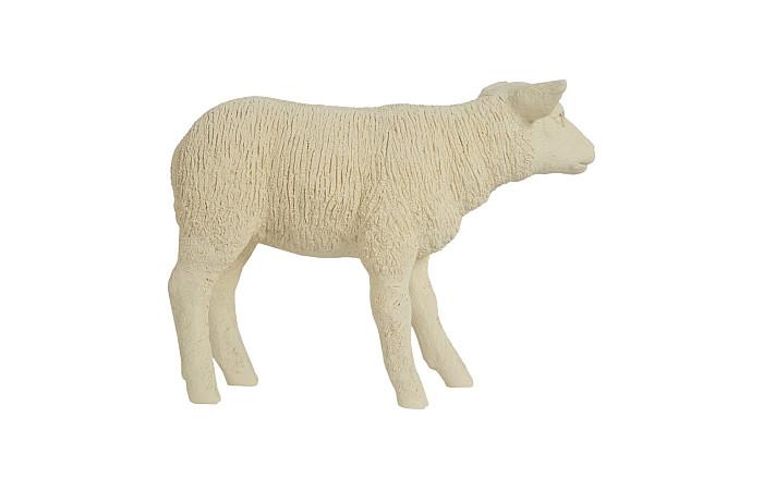 Texelaar Sheep, Lamb, Cream