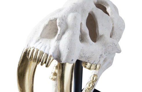 Saber Tooth Tiger Skull Roman Stone