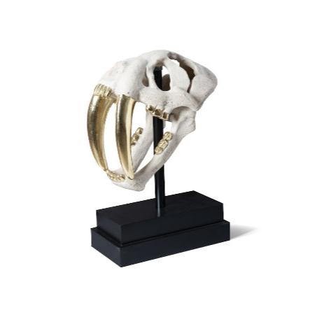 Saber Tooth Tiger Skull Roman Stone